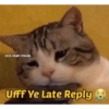 Cat love 12