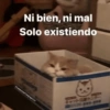 Gatos Pa Contestar🐈⚡ 10