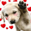 Animalitos🧡 9