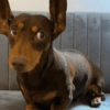 CACHORRO SALSICHA  13