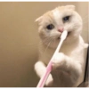 ✨Gatos Cura Depresión 6😻❤️ 4