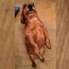CACHORRO SALSICHA  7