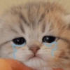 Gatos triste 20