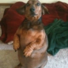 CACHORRO SALSICHA  5