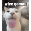 Kucing anomali 10