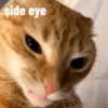 Kedi 10
