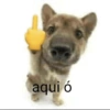 aqui ó