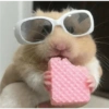 Animals 11