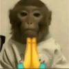 Macaquinhos 🙈 6