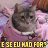 GATOS SENDO GATOS 😸 17