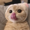 Gato sacando la lengua 6
