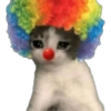 Gatos coringa 6