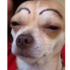 Cachorro meme  12