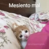 Animales Random 2🌸💥 13