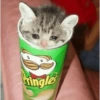 GATOS LOCOS 2 12