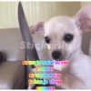Miga 8