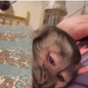 Macaquinhos reativos 🐒 8