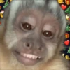 Macacos engraçados  14