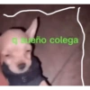 q sueño colega