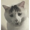 Kucing meme 25