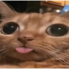 Gato sacando la lengua 12