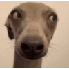 Animals 16