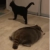 Kedi 7