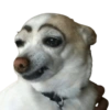 Memes de animalitos ❤️‍🩹 13