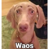 Waos - Perro con cejas🐶 6