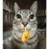 Kucing anomali 15