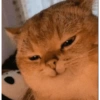 Animals 20