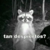Animalitos con frases 1 ❤️😎 14