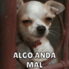 ALGO ANDA MAL