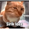 Kucing anomali 22