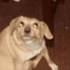 Cachorro meme 14