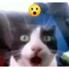 Kucing LUCU BGT 18