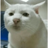GATOS LOCOS 2 24