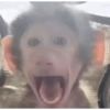 Reações macaquinhos 5