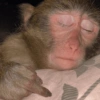Reações macaquinhos 14