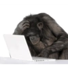 Monitos graciosos🤣 12