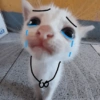 Gatos triste 19