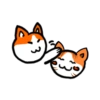 Gatinhos fofos 12