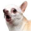Memes de animalitos ❤️‍🩹 18