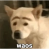 Waos - Perro con cejas🐶 10