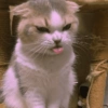 Gato sacando la lengua 10