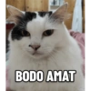 BODO AMAT