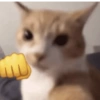 Gatinhos + reações 24