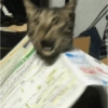 GATOS LOCOS 2 10