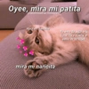 Oyee, mira mi patita
@cats4mood en Instagram
mira mi pancita
mira mi naricita
Te amo de aquí a la
Juna ida y vuelta a
paso de tortuga.