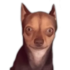 geysioy